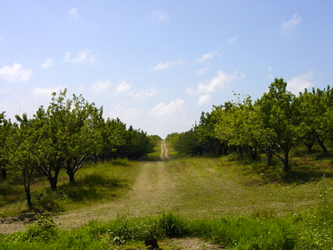 Плодородные сады курортного посёлка Бетта (г. Геленджик, Черное море), чьими органически выращенными плодами Вы сможете наслаждаться всё лето.