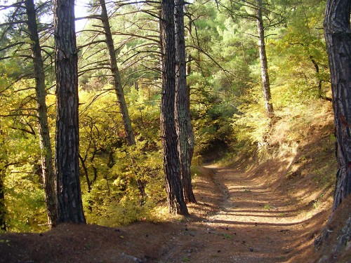 Сосновые леса курортного поселка Бетта, г. Геленджик, Чёрное море